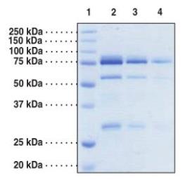 SDS-PAGE (CARM1-003H).jpg